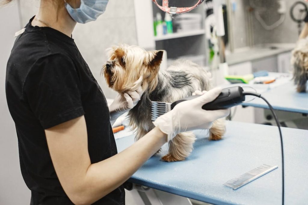 how to get dog grooming clients