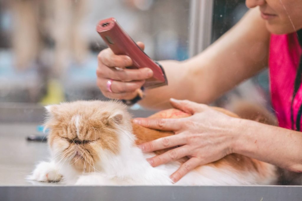 Pet grooming promotion ideas